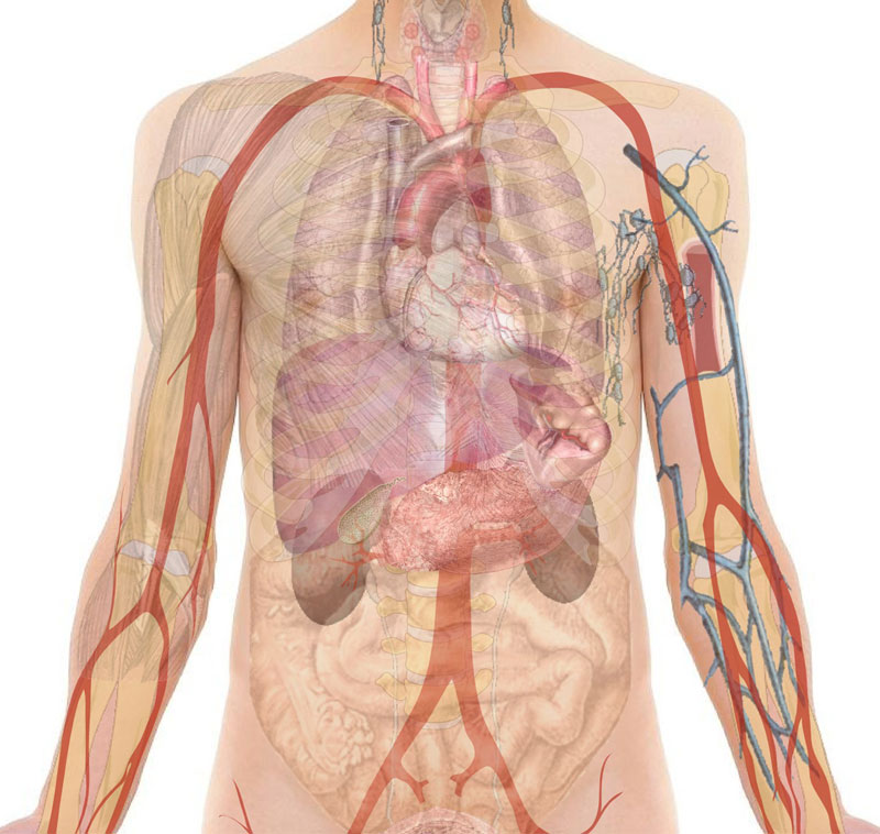 anatomia